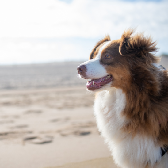 dog friendly and care for your dog on the isle of wight