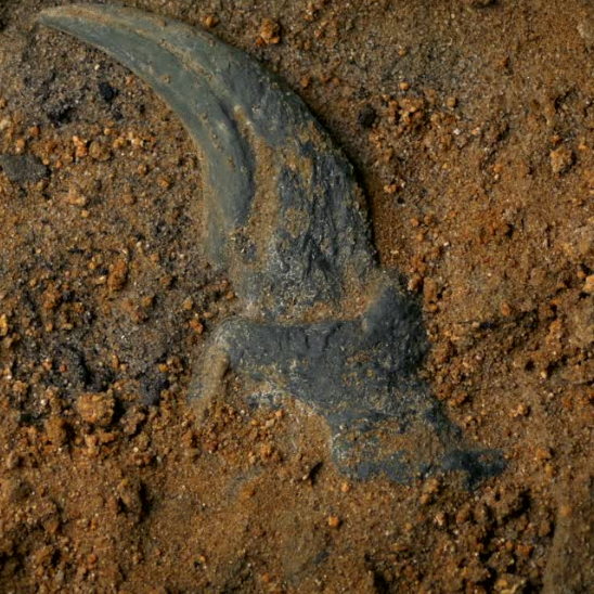 Fossils on the Isle of Wight