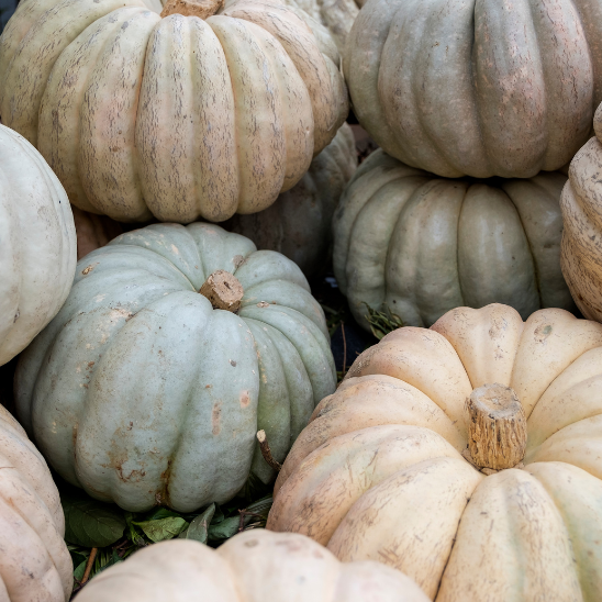 Pick pumkins on the Isle of Wight with The Wight Concierge