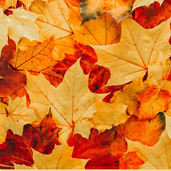Things to do The Wight Concierge October 2025